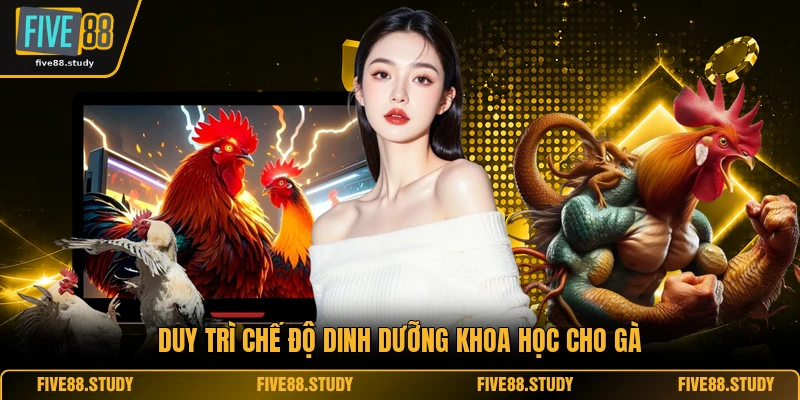 Duy trì chế độ dinh dưỡng khoa học cho gà 